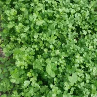 سبزی|خوردنی و آشامیدنی|رودان, |دیوار