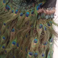 پیراهن طاووس|لباس|مشهد, هفده شهریور|دیوار