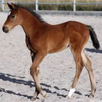 فروش کره اسب نژاد عقاب دو