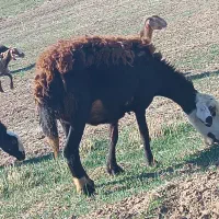 گوسفند|حیوانات مزرعه|بیرانوند, |دیوار