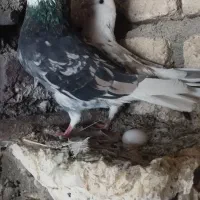 کبوتر|پرنده|گیان, |دیوار