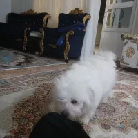 مالدیز ترر تقریبا یک ساله ماده