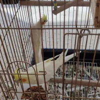 فروش عروس هلندی مولد نژاد لوتینو|پرنده|صائین قلعه, |دیوار