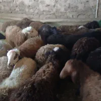 بره نره مهربان ۲۳