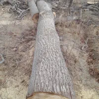 خرید چوب نقدی|خدمات باغبانی و درختکاری|بجنورد, |دیوار