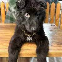 سگ ژرمن توله|سگ|تهران, بوستان چیتگر|دیوار