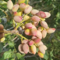 خریدار پسته کال خشک و رسیده