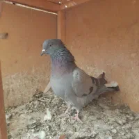 کفتر پرشی|پرنده|رباط‌کریم, رباط‌کریم|دیوار