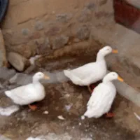 اوردک|حیوانات مزرعه|دهگلان, |دیوار