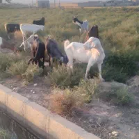 فروش بز
