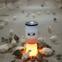 دانخوری اتوماتیک تایمی کبوتر و سایر پرندگان