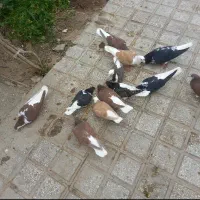 ساده  سرخ مشتی درجه یک