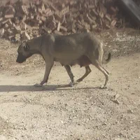 ماده‌سرابی شکم اولشه ۳۵روزه زایده