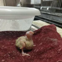 جوجه عروس هلندی