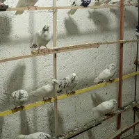 کفتر پرشی|پرنده|مشکین‌دشت, |دیوار