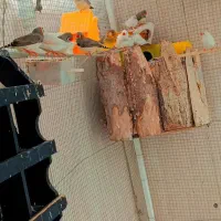 فنچ|پرنده|پارس‌آباد, |دیوار