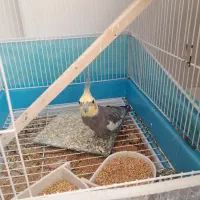 عروس هلندی به همراه قفس