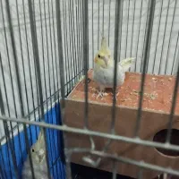 جفت عروس هلندی فول دستی