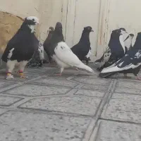 14کفتر هوایی شهری و بهبونی|پرنده|مرودشت, ابوذر شمالی‎|دیوار