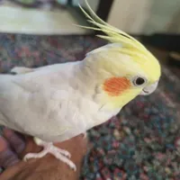 عروس هلندی نر بالغ|پرنده|رفسنجان, |دیوار