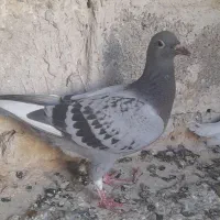کبوتر|پرنده|نورآباد ممسنی, |دیوار