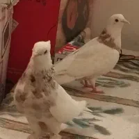 پرندعشق باز ها