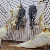 عروس هلندی|پرنده|بندر ماهشهر, |دیوار