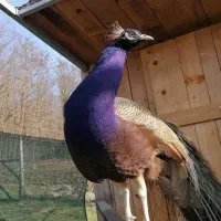 فروش طاووس ویولت و پرپل