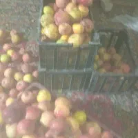 فروش عمده سیب درجه یک و دو|خوردنی و آشامیدنی|صائین قلعه, |دیوار