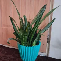 گل طبیعی