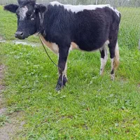 لیشه فروشی|حیوانات مزرعه|گوراب زرمیخ, |دیوار