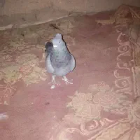 کبوتر|پرنده|گنبکی, |دیوار