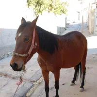 مادیان لری در ابوالعباس