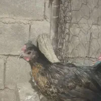 عروس هلندی
