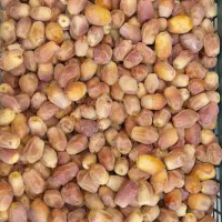 قصب تازه تازه