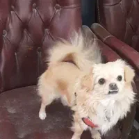 سک پامر|سگ|اصفهان, اندوان|دیوار