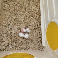 تخم عروس هلندی