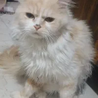 پرشین واگذاری