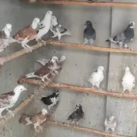 کبوتربارجدید