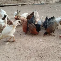 مرغ و خروس|حیوانات مزرعه|کوهدشت, |دیوار