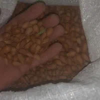 اهلوک.بادام کوهی