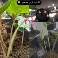 قرص کود ۱۲۰ عددی ویتامین گیاه رشد انفجاری پاجوش|گل و گیاه طبیعی|آبادان, |دیوار