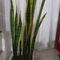 گل با گلدان سنسوریا