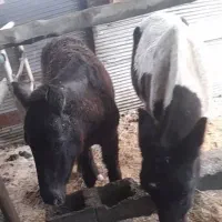 دو عدد کرهه مادیون