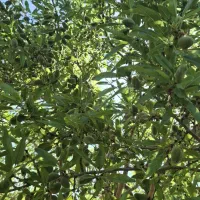 باغ بادام و زردآلو طرح بوستان ایل بیگی