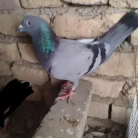 کفتر فروشی ۱۵۰|پرنده|زهک, |دیوار