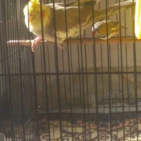 عروس هلندی  با یک عدد فنج زرنگ