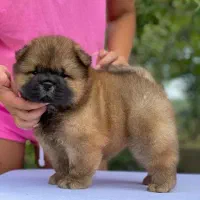 چاوچاو خرسی|سگ|تهران, اختیاریه|دیوار