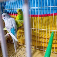 جوجه مرغ عشق دستی|پرنده|مشهد, توس (بلوار توس)|دیوار