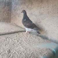 جوجه چاپی آردن